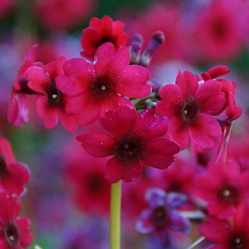 Primula japonica 'Millers Crimson' - Rote Etagen-Primel